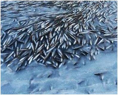 норвежский норвежский