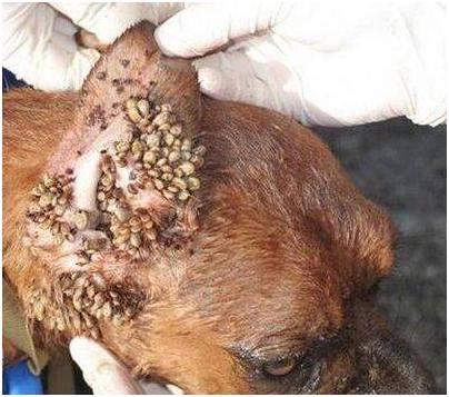 симферополю