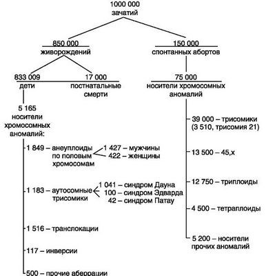 селезенка селезенка