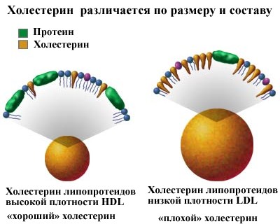 холестерин холестерин