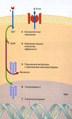 устойчивость