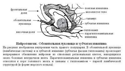 клетка