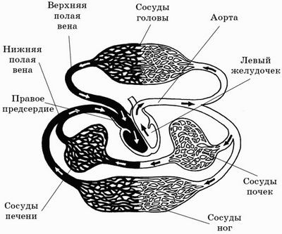 тестостерона