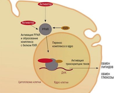 статиновые