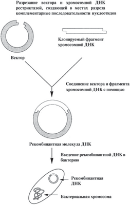 дрозофилы